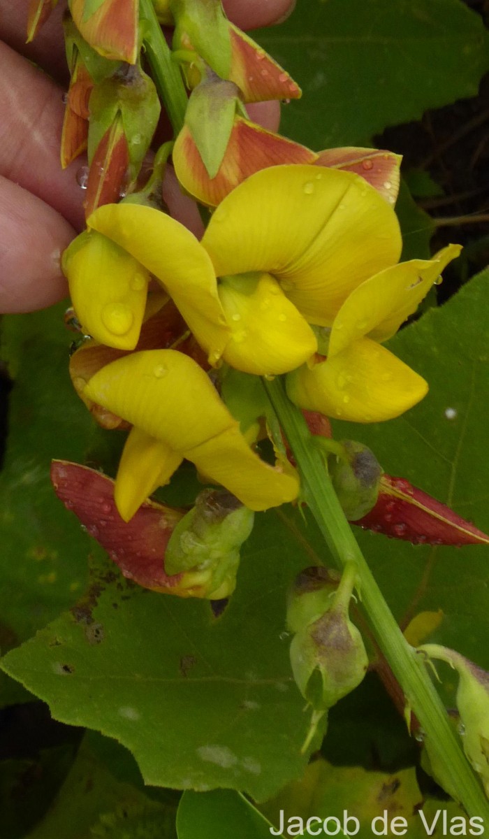 Crotalaria retusa L.